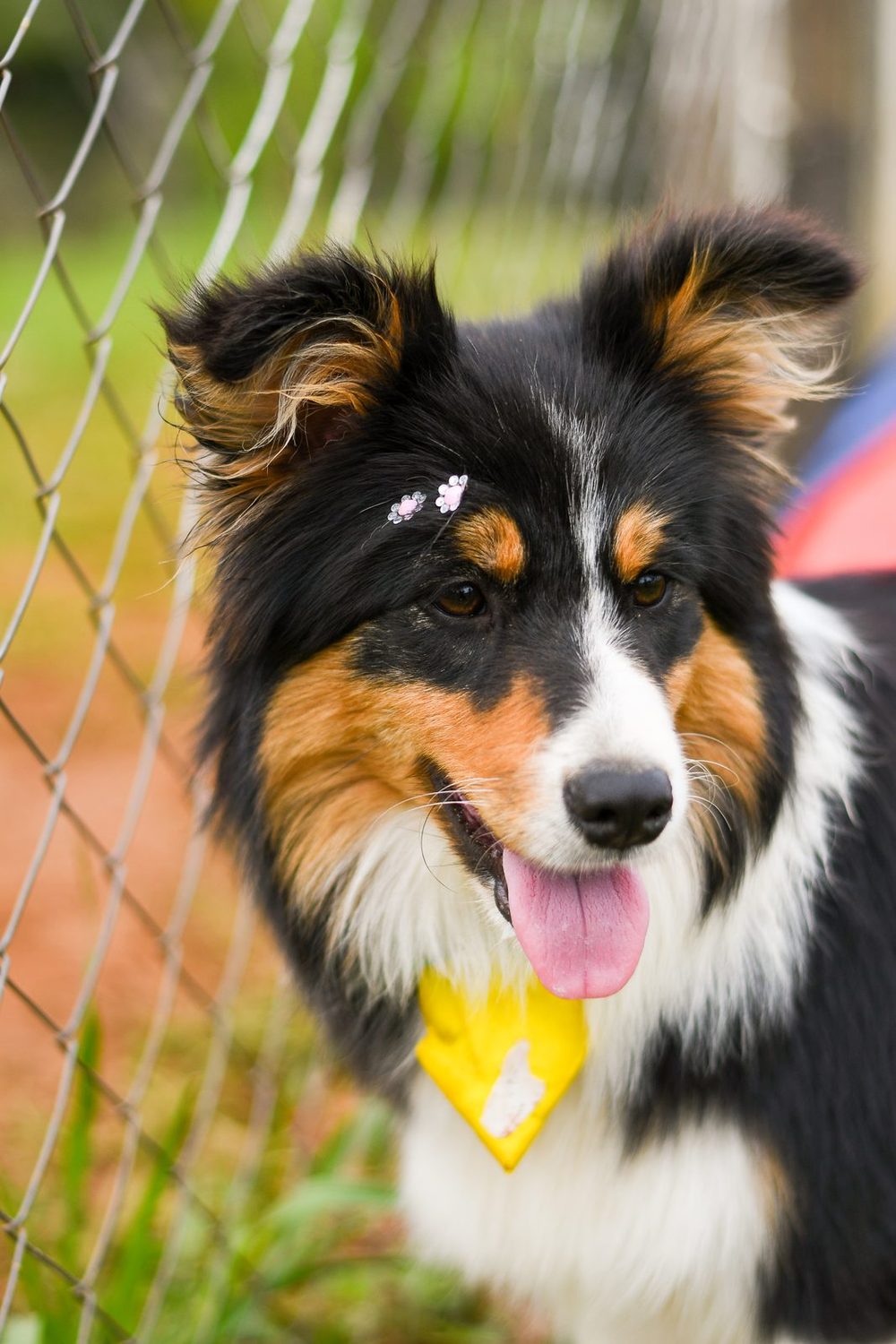 Border Collie tricolor do plantel Zerah olhando para a câmera