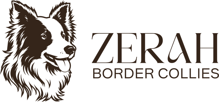 Zerah Border Collies