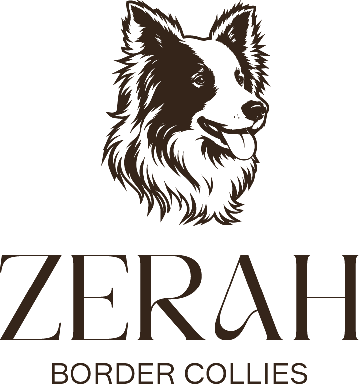 Zerah Border Collies