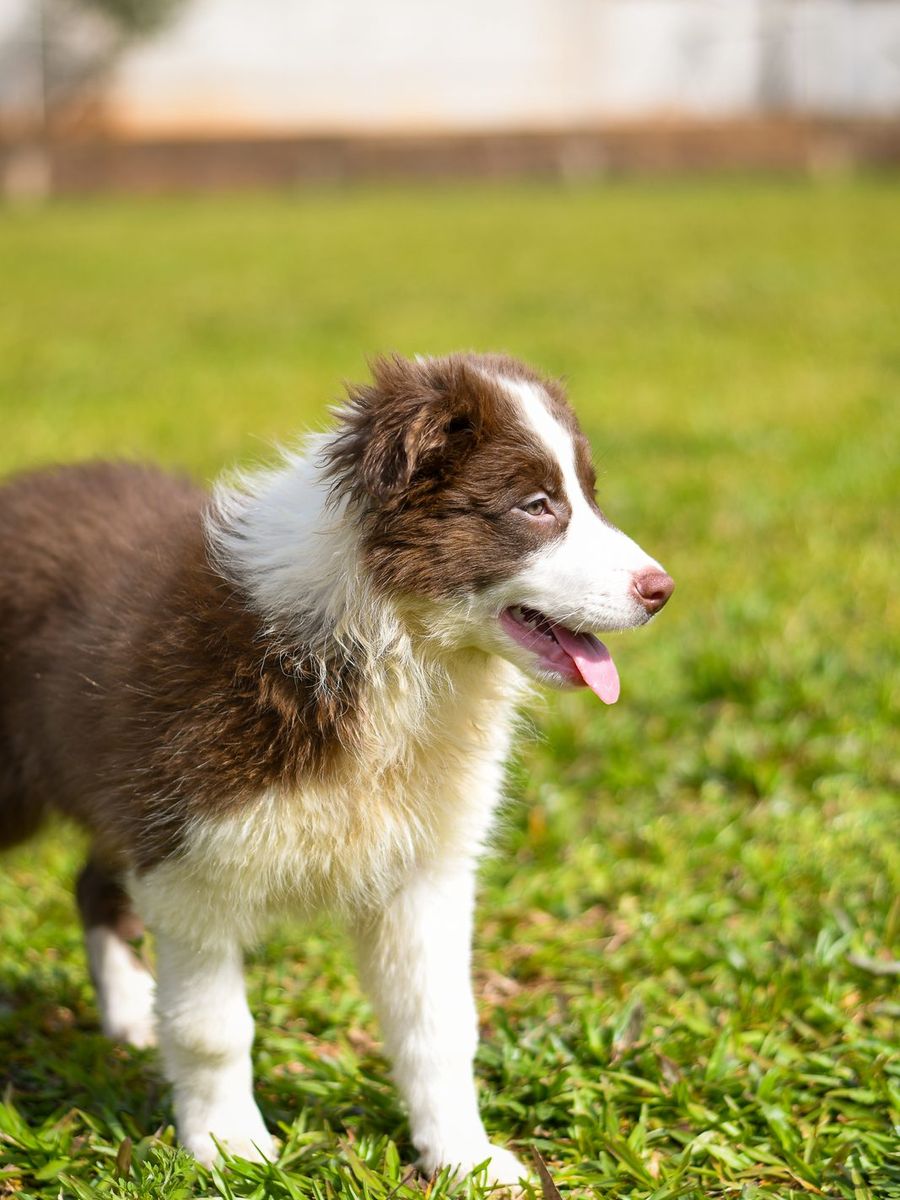 Border Collie chocolate e branco de pé na grama