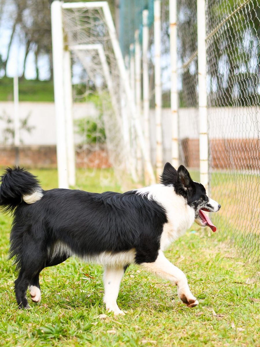 Border Collie preta e branca em movimento no campo