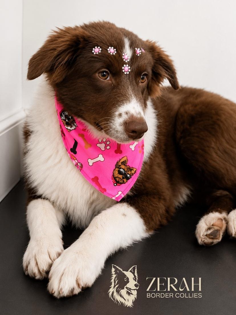 Border Collie chocolate e branca com bandana rosa, em estúdio