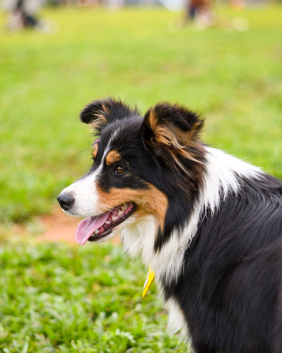 Border Collie tricolor olhando o horizonte