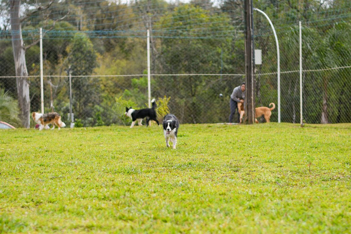 Cães correndo no campo do sítio